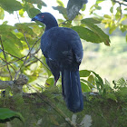 Black Guan