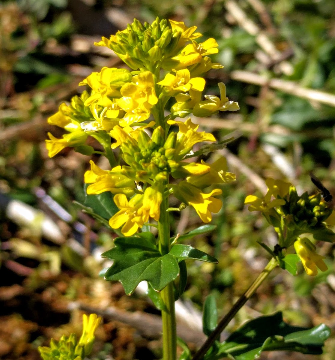 Yellow Garden Rocket