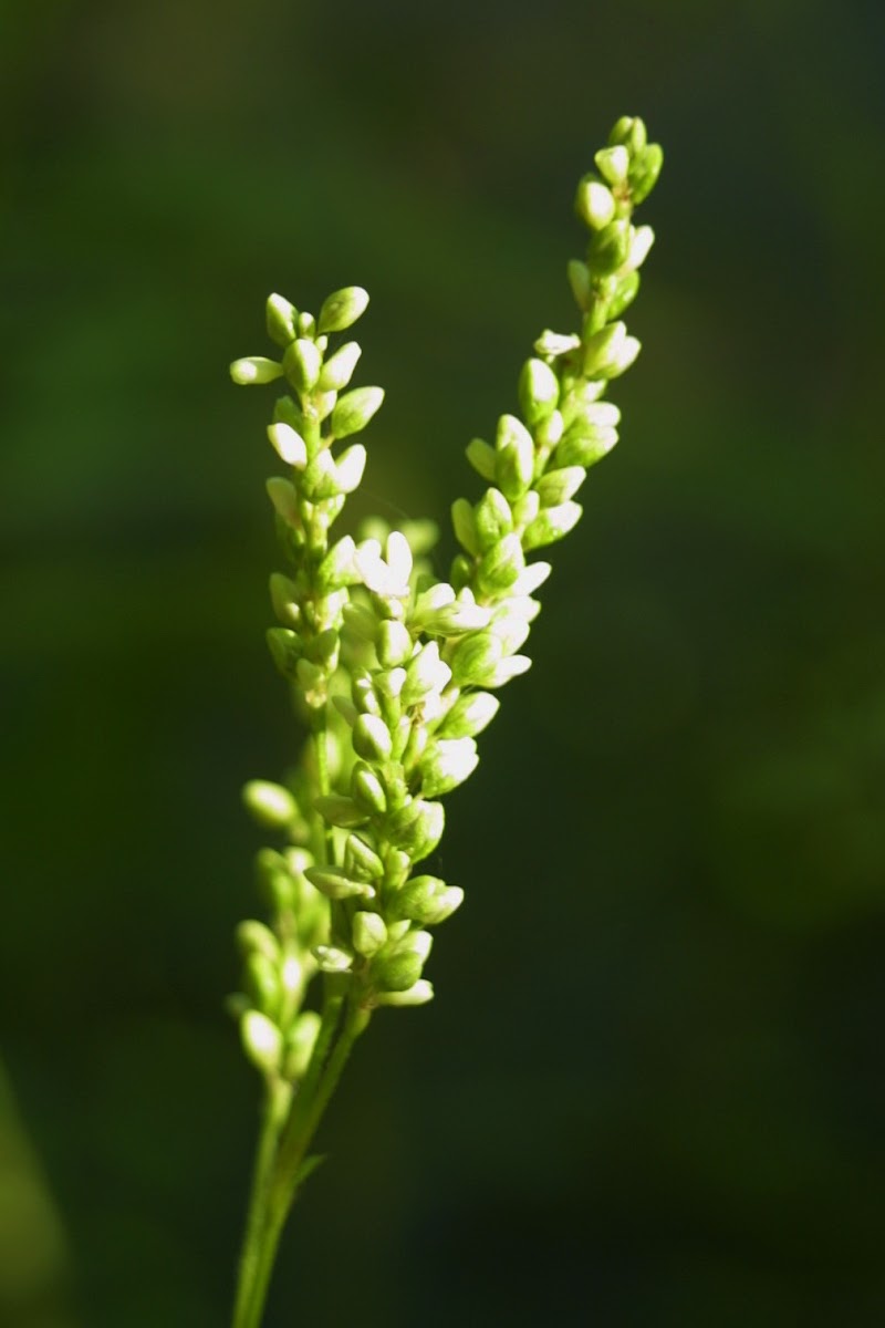 Dotted Smartweed