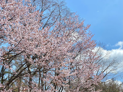 70以上 有珠善光寺 桜 283131-有珠善光寺 桜