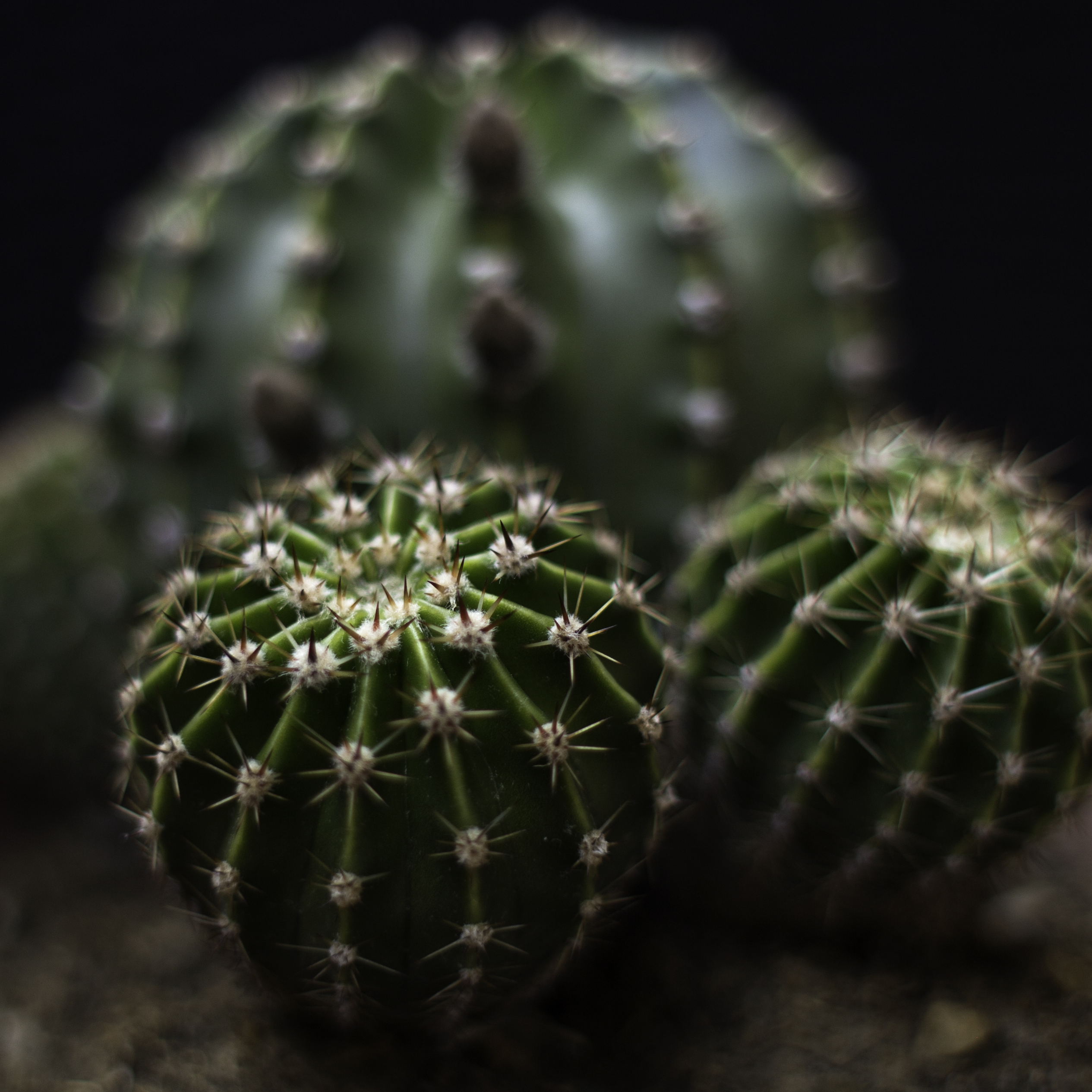 Cactus di Pesciulina