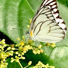 Striped albatross