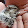 Northern Palm Squirrel (with drey)