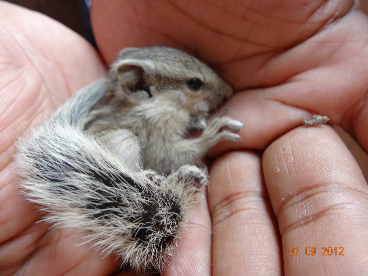 Northern Palm Squirrel (with drey)