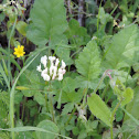 White clover