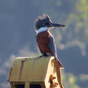 Ringed kingfisher