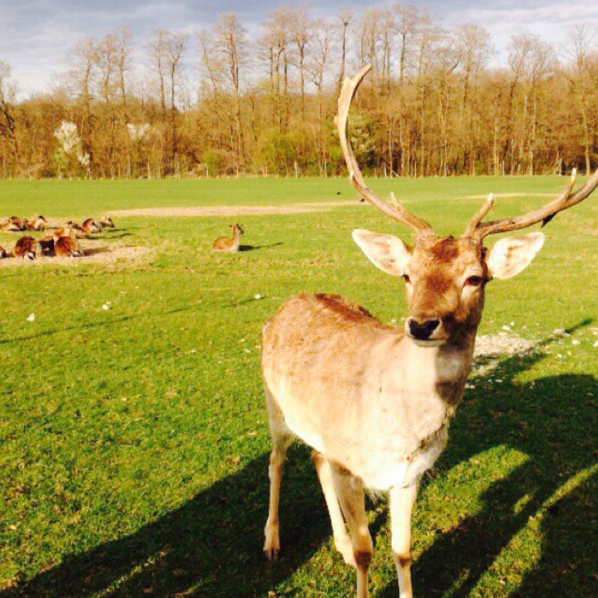 Fallow Deer