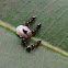 Ant with scale insect