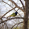 Green jay