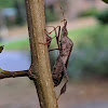 Leaf-Footed Bug