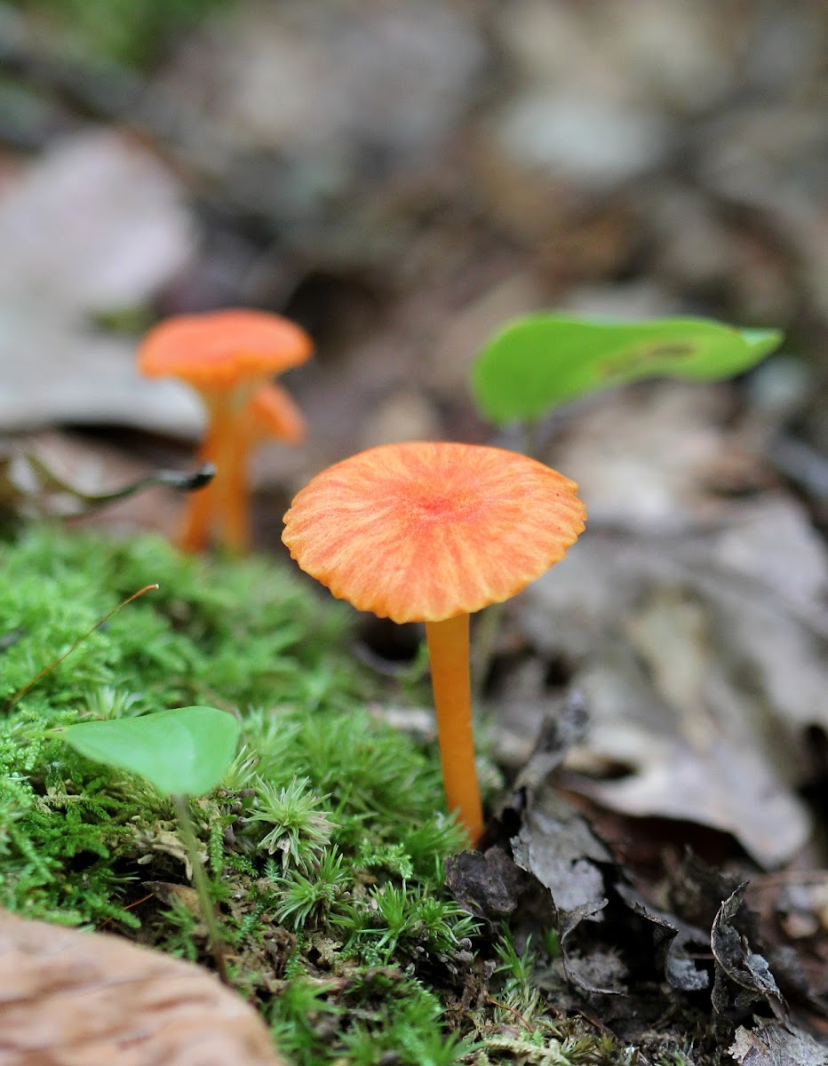 Hygrocybe Waxcaps