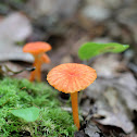 Hygrocybe Waxcaps