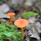 Hygrocybe Waxcaps