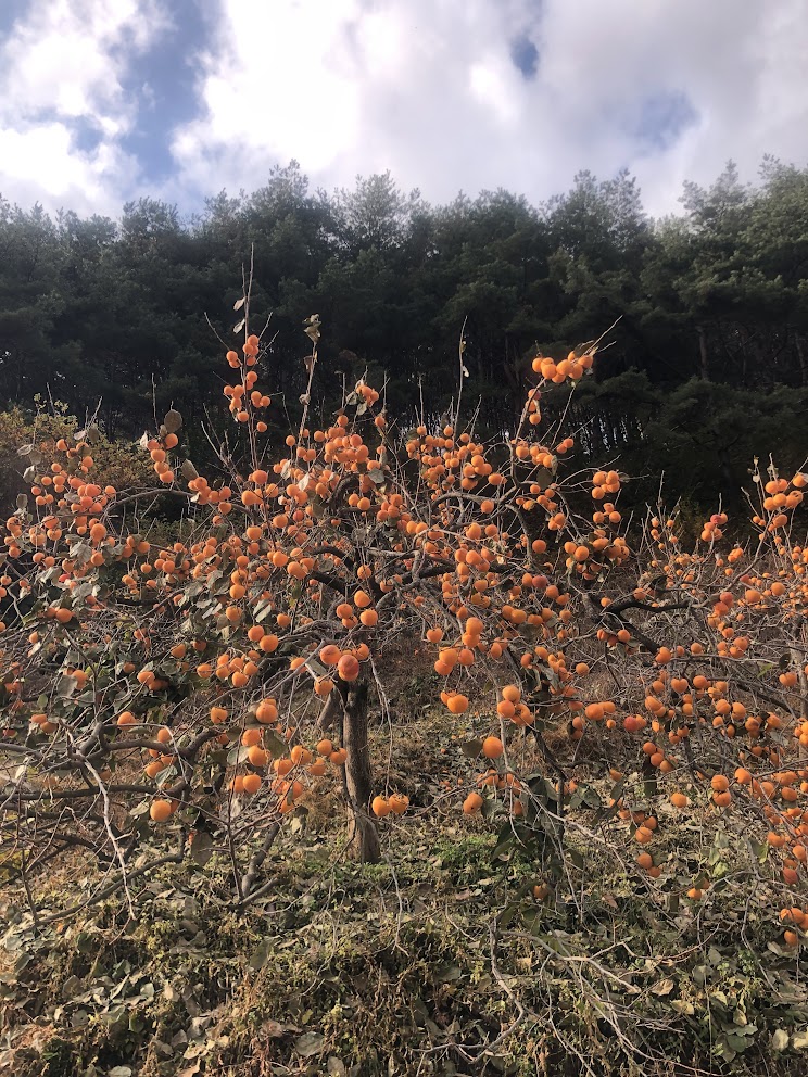 지리산 둘레길 8코스 (운리→덕산)