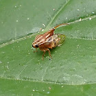 Tube Spittlebug