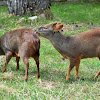 Southern Pudú