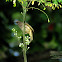 Olive-winged Bulbul