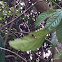 Long tailed macaque