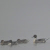 Northern Pintail