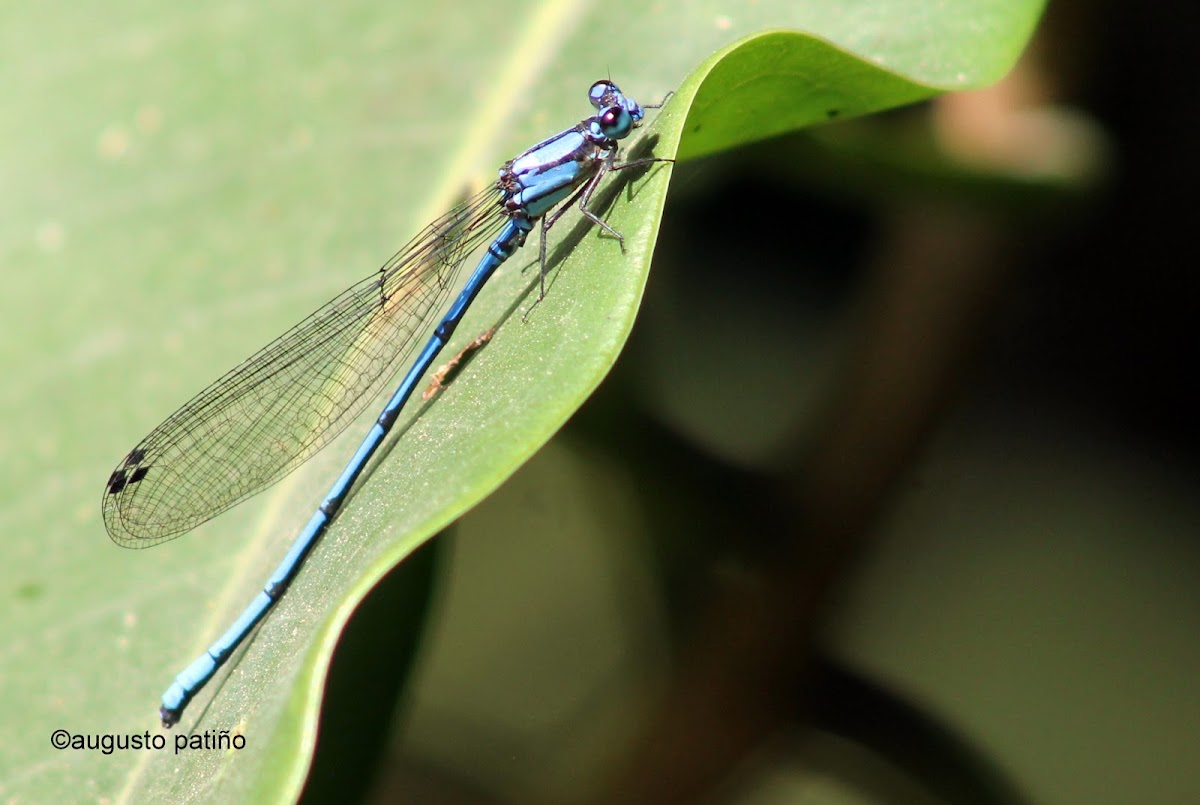 Libélula azul  - Blue damselfly