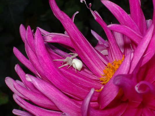 ragnolino petaloso di francescafotog