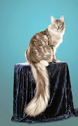 Cygnus, the cat with the longest tail - 44.66cm.
