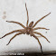 Huntsman Spider