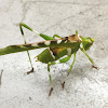 Creosote Bush Katydid