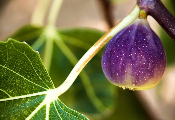 Viola e verde di An Tonia