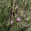 Cylindrical Blazing Star