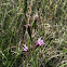 Cylindrical Blazing Star