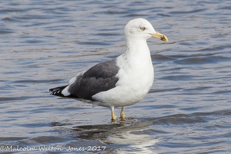 Lesser Black-backed Gull