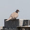 Collared Dove; Tórtola Turca