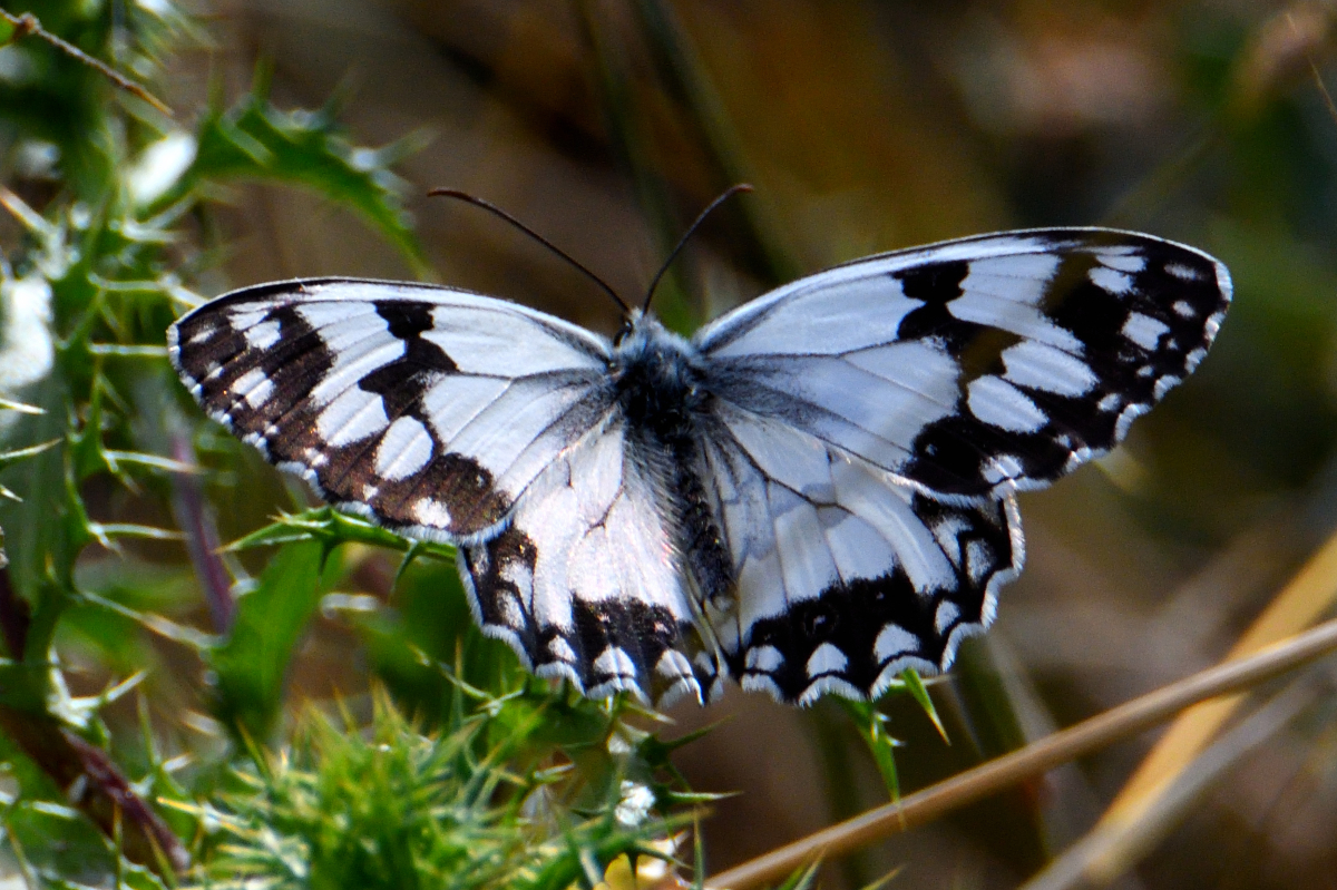 Iberian Marbled White, medioluto ibérica