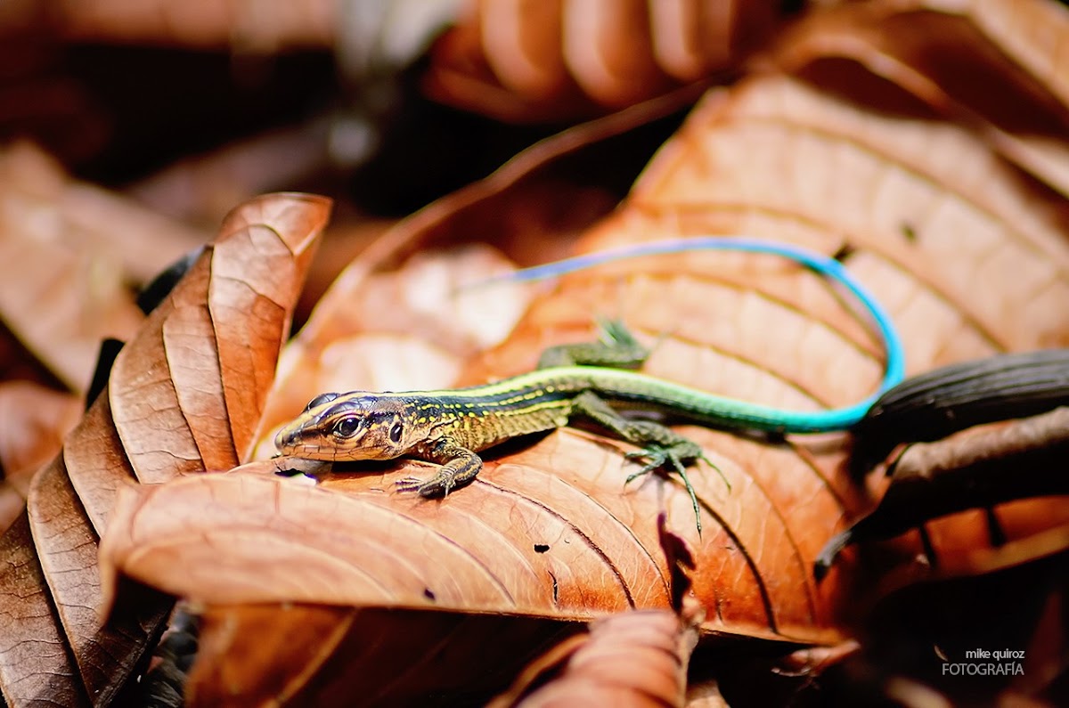 Blue-tailed Lizard (Lobito)