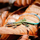 Blue-tailed Lizard (Lobito)