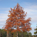 Pond Cypress