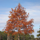 Pond Cypress