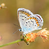 Silver-studded Blue