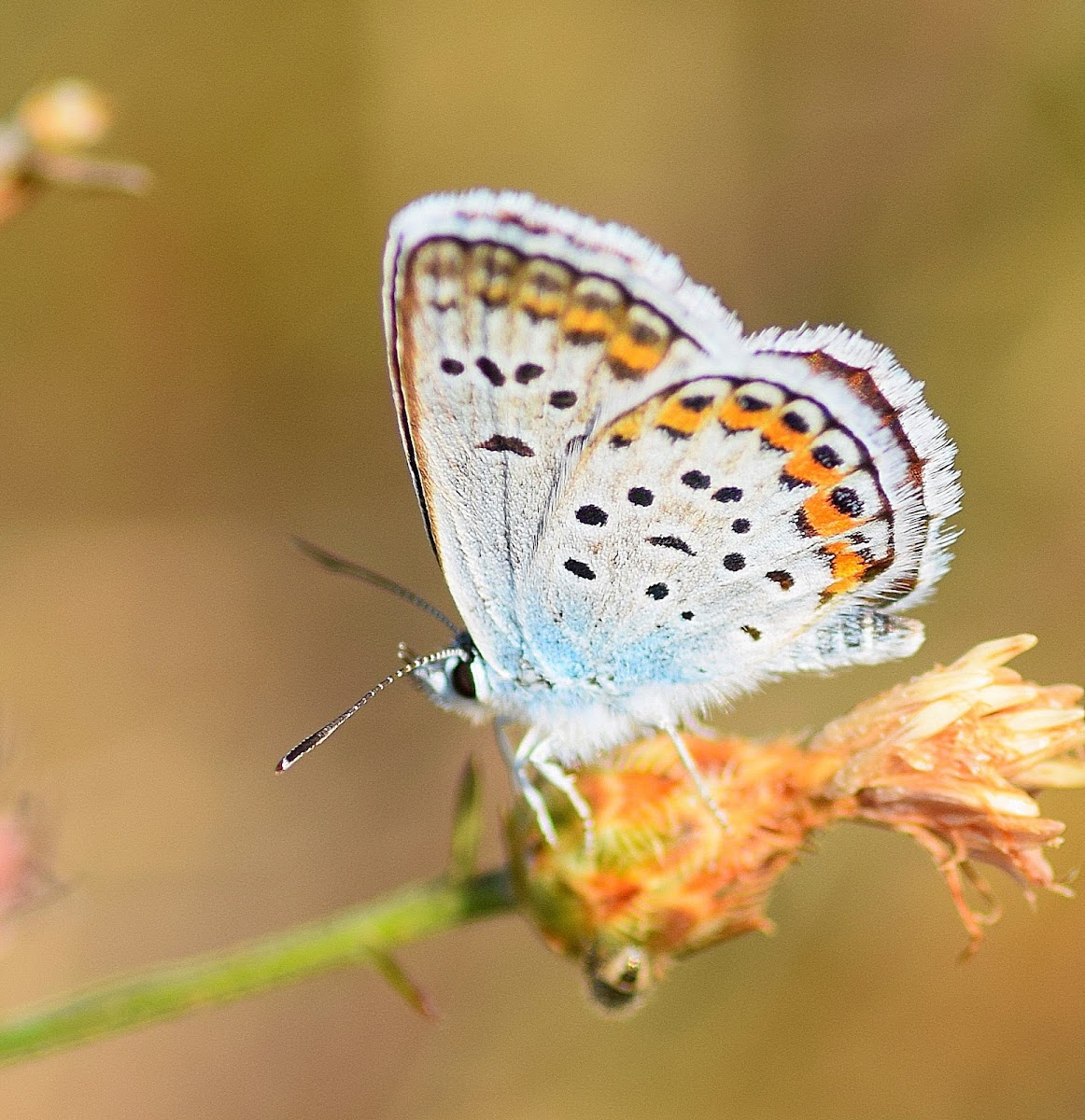 Silver-studded Blue