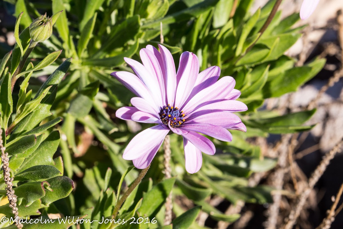 pink flower