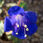 Desert Canterbury Bells