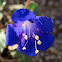 Desert Canterbury Bells