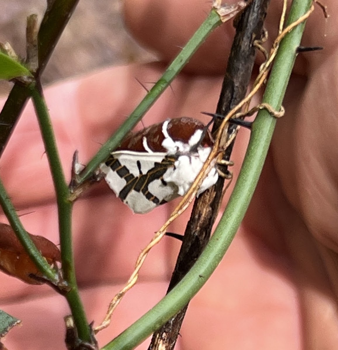 Red-tailed Specter Moth