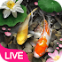 Lucky Koi Fish Live Wallpaper1.4.3