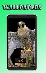 Peregrine fly beauty Wallpaper 1.0 APK + Mod (Unlimited money) إلى عن على ذكري المظهر