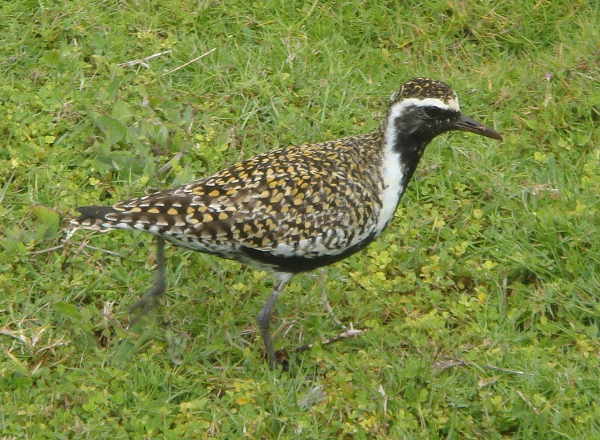 Pacific Golden Plover (Kolea)