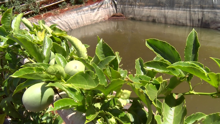 A farmer plants passion fruits around a water pond in Kandara, Murang'a.