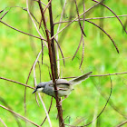 White-chinned prinia