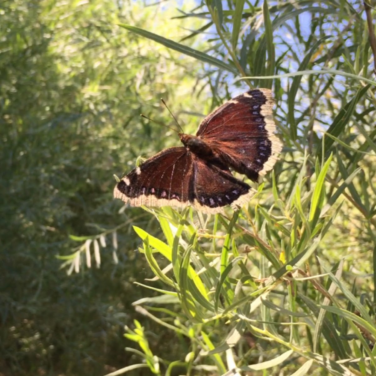 Mourning Cloak butterfly